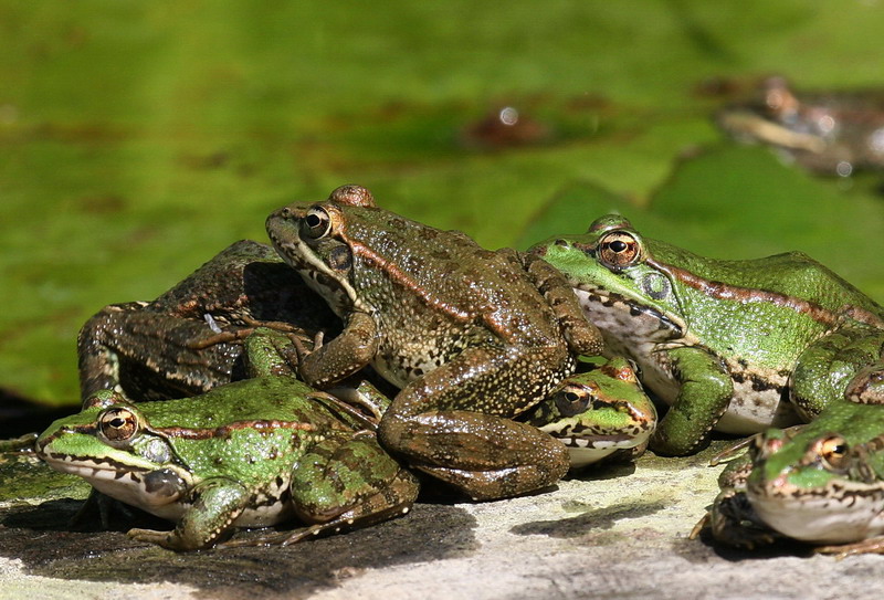 do pet frogs hibernate do pet frogs hibernate