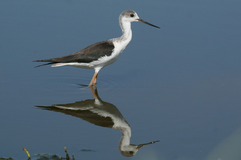 Black-winged Stilt