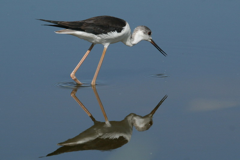 Black-winged Stilt