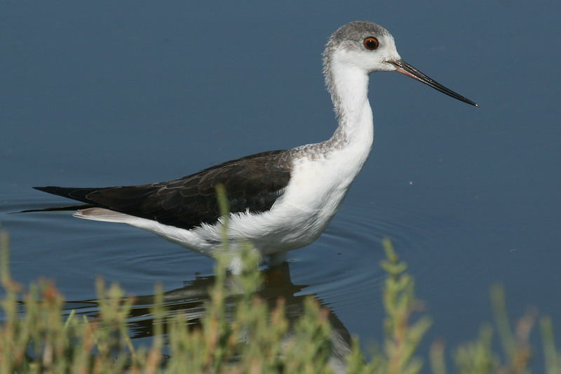 Black-winged Stilt