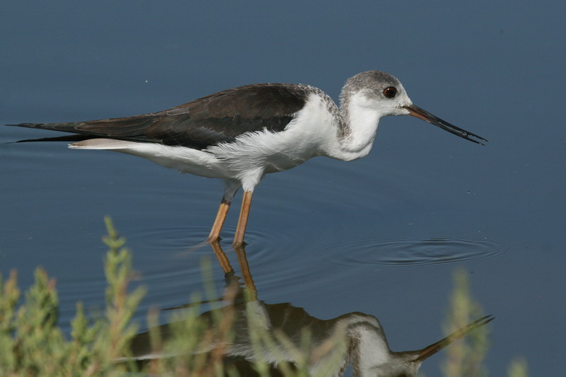Black-winged Stilt
