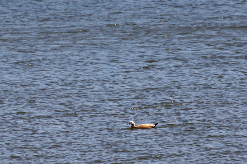 Ruddy shelduck