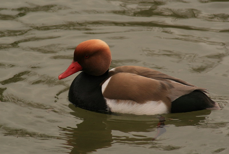 Red-crested pochard