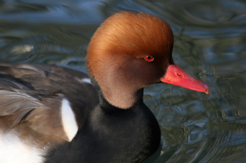 Red-crested pochard