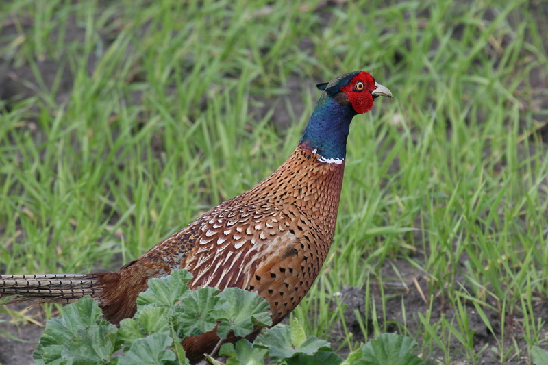 Risultato immagine per galliformi