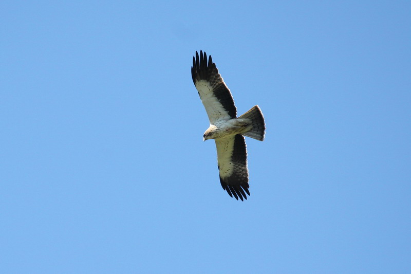 booted eagle