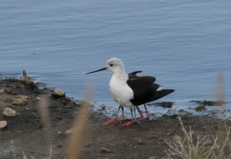 Black-winged Stilt