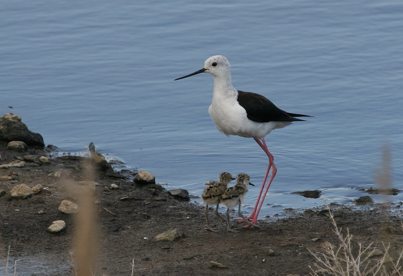 Black-winged Stilt