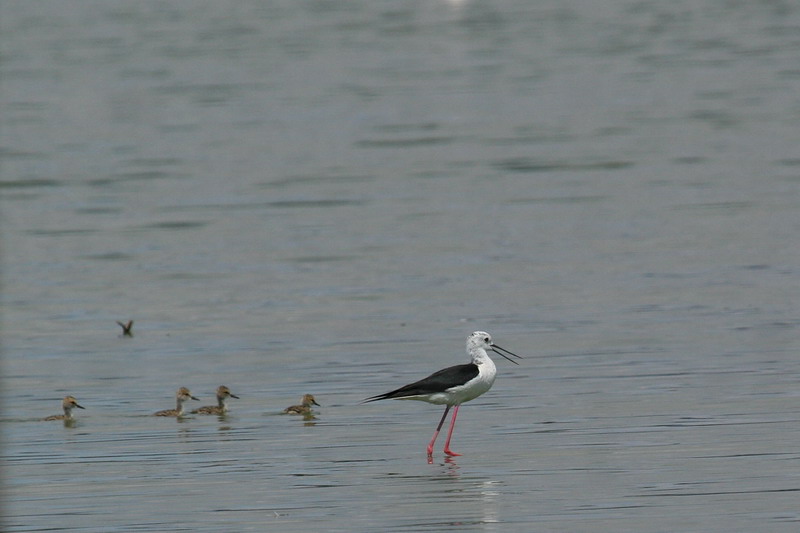 Black-winged Stilt