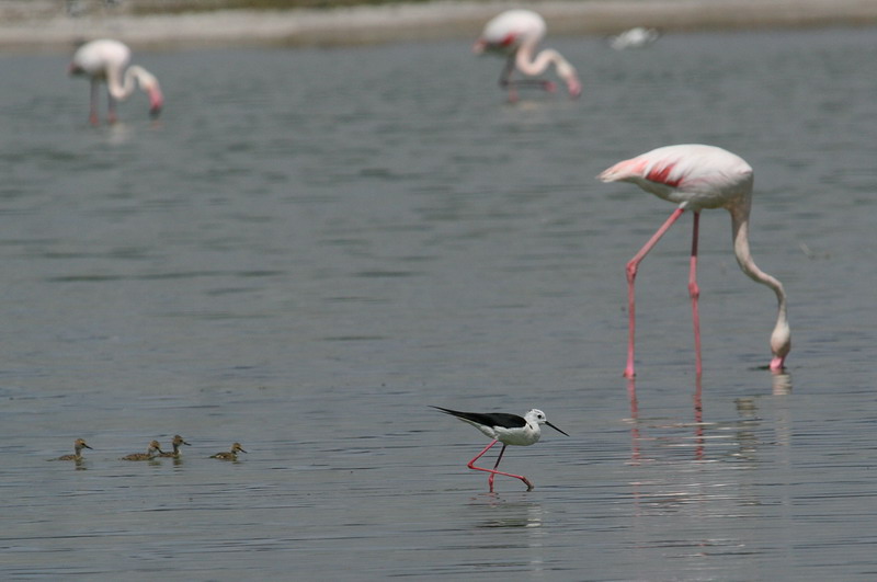 Black-winged Stilt