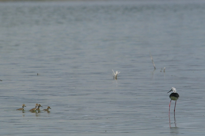 Black-winged Stilt