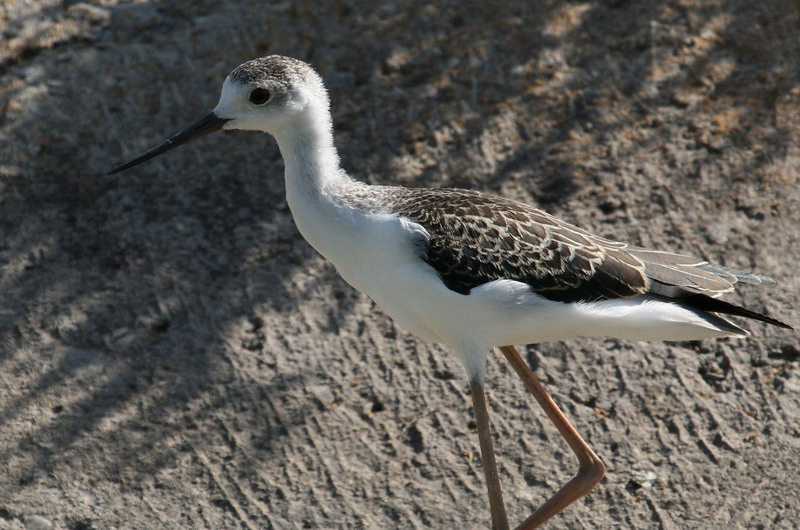 Black-winged Stilt