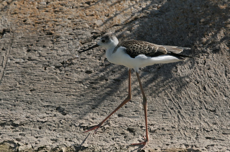 Black-winged Stilt