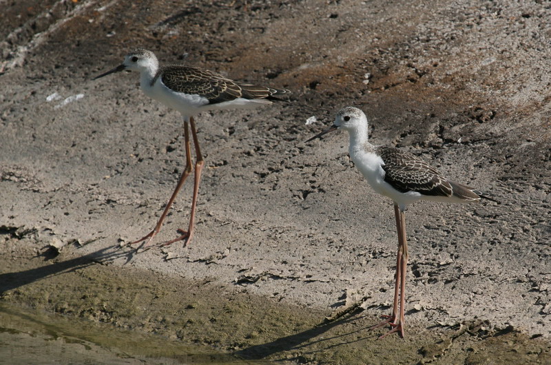 Black-winged Stilt