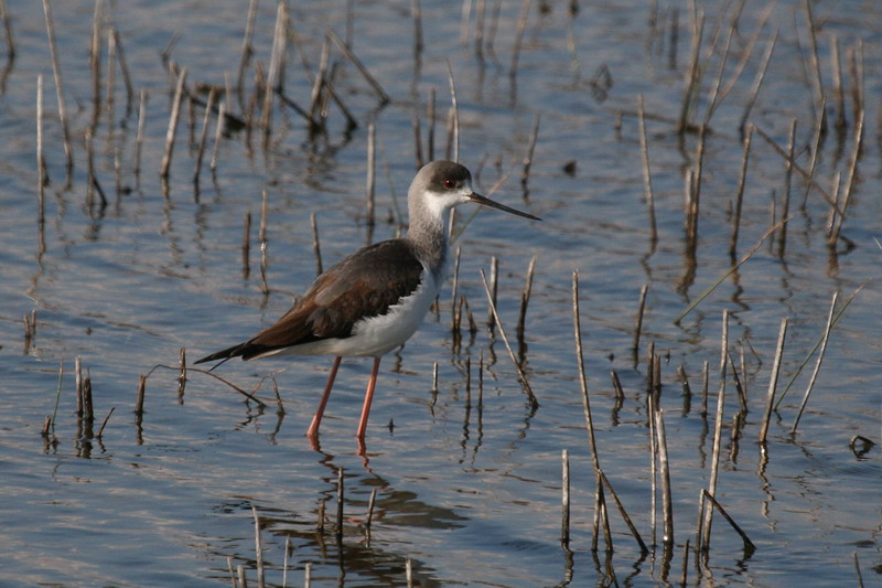 Black-winged Stilt