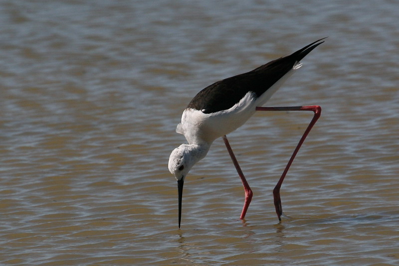Black-winged Stilt