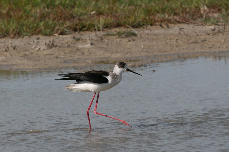 Black-winged Stilt