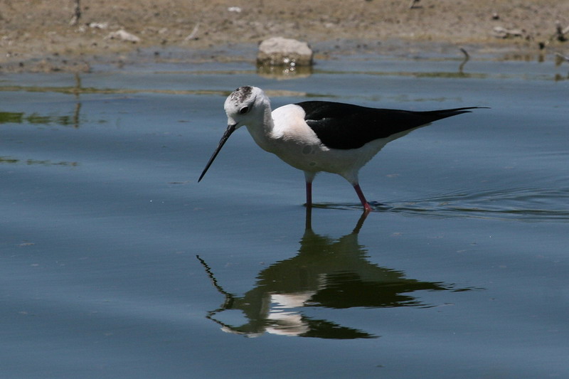 Black-winged Stilt