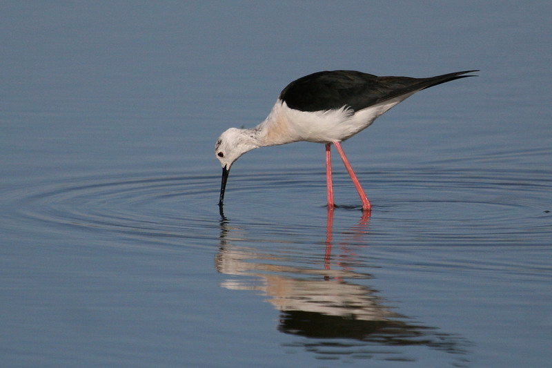 Black-winged Stilt