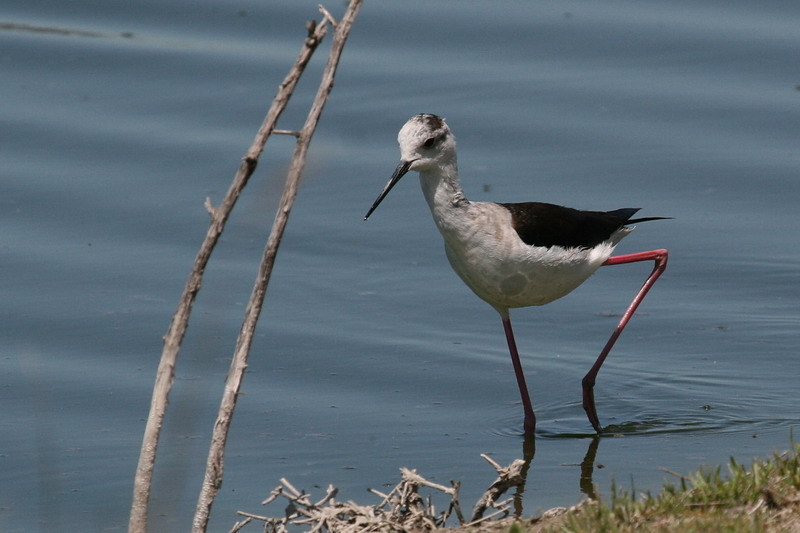 Black-winged Stilt