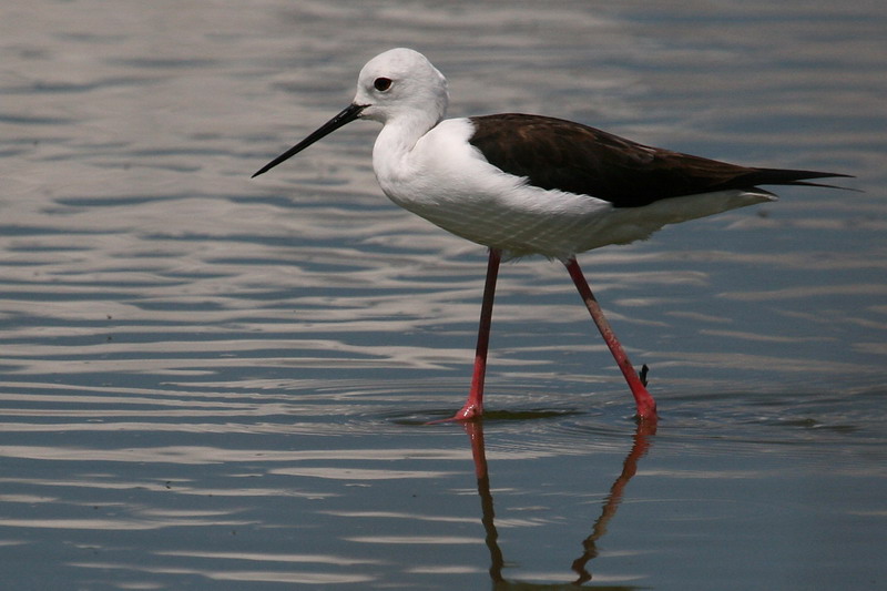 Black-winged Stilt