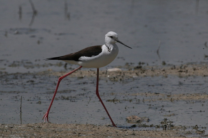 Black-winged Stilt