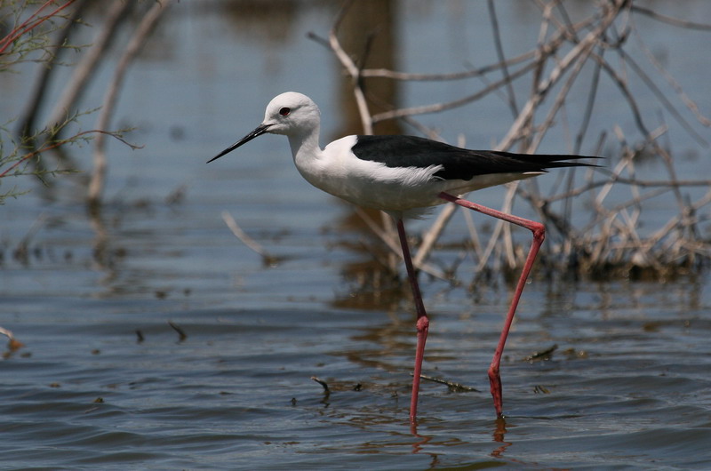 Black-winged Stilt