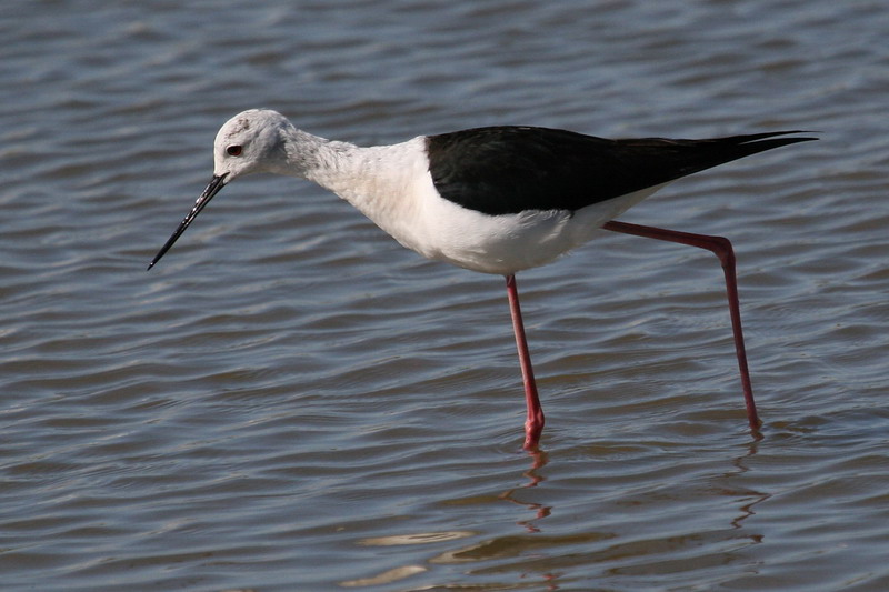 Black-winged Stilt