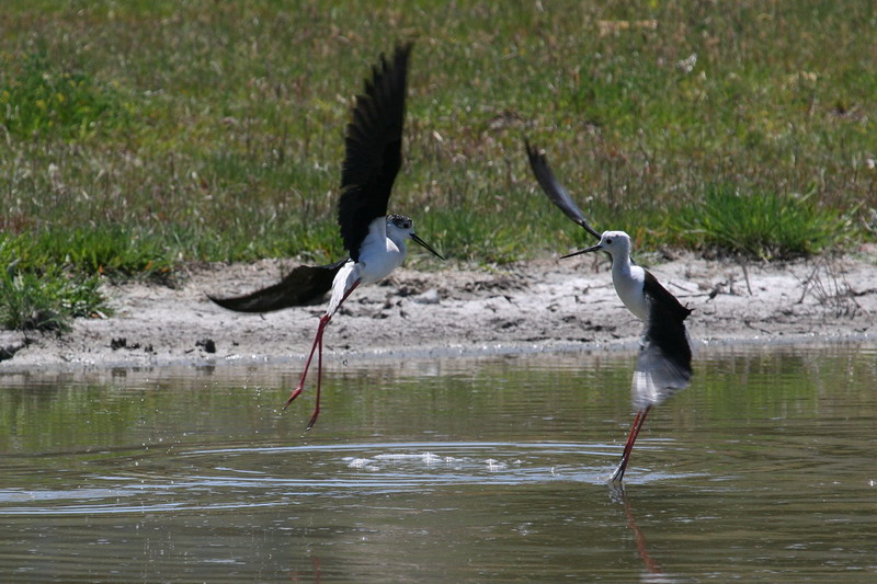 Black-winged Stilt