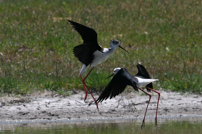 Black-winged Stilt