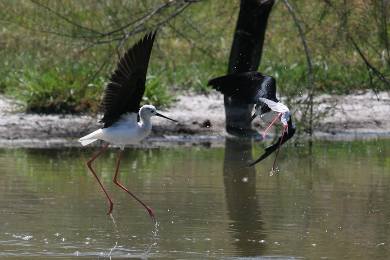 Black-winged Stilt