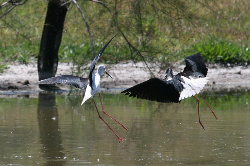 Black-winged Stilt