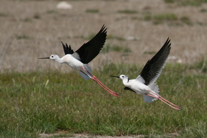Black-winged Stilt