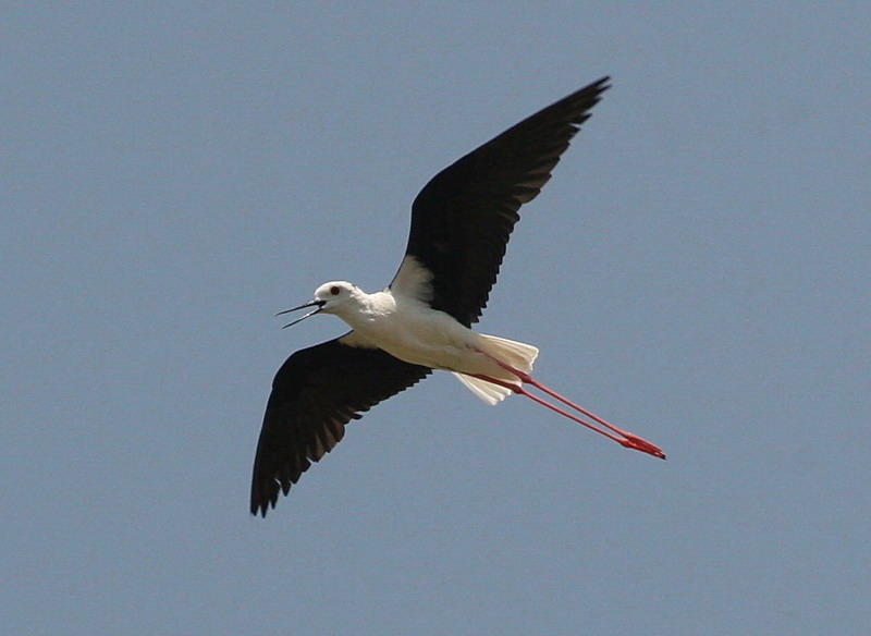 Cigüeñuela