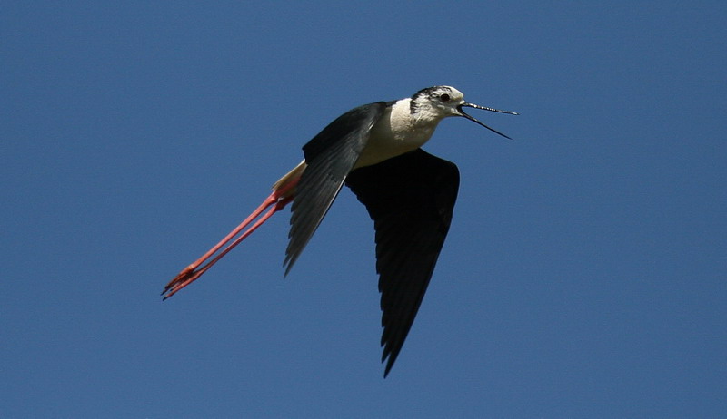 Black-winged Stilt