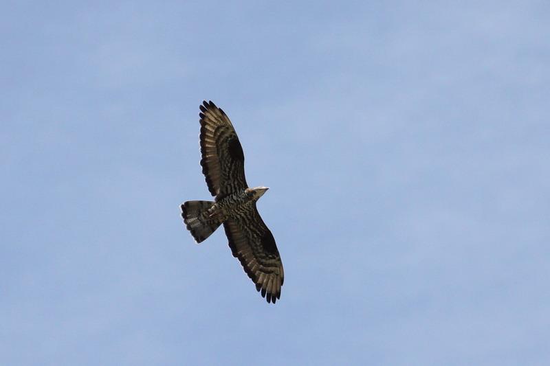 Wespenbussard