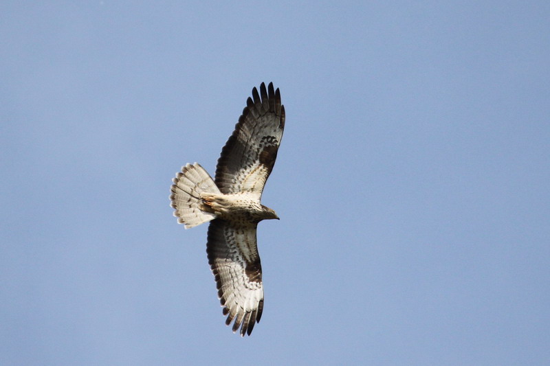 Wespenbussard