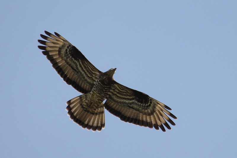 Wespenbussard