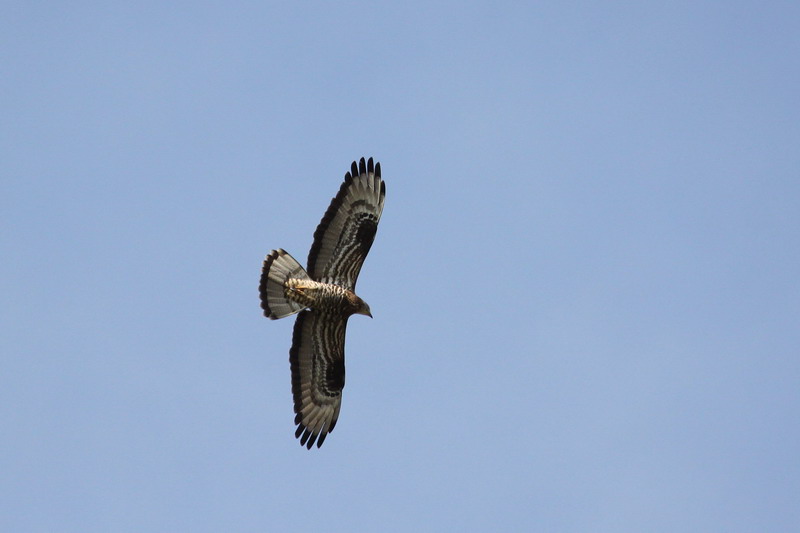 Wespenbussard