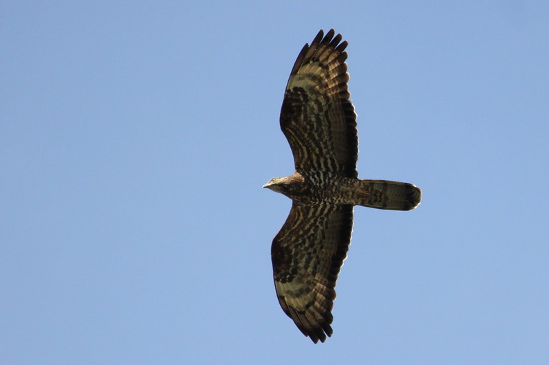 Wespenbussard