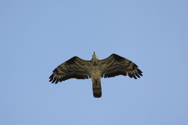 Wespenbussard