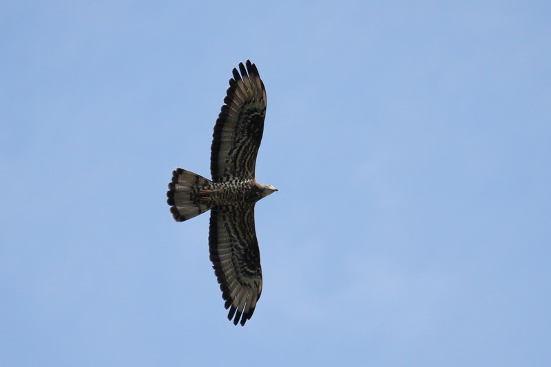 Wespenbussard