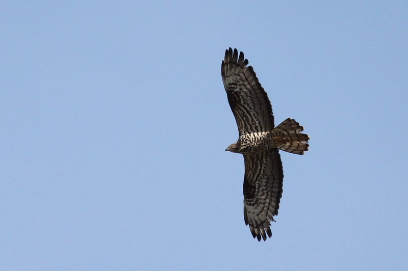 Wespenbussard