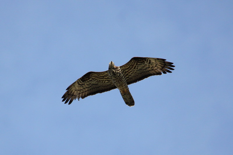 Wespenbussard