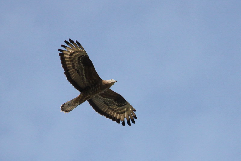 Wespenbussard