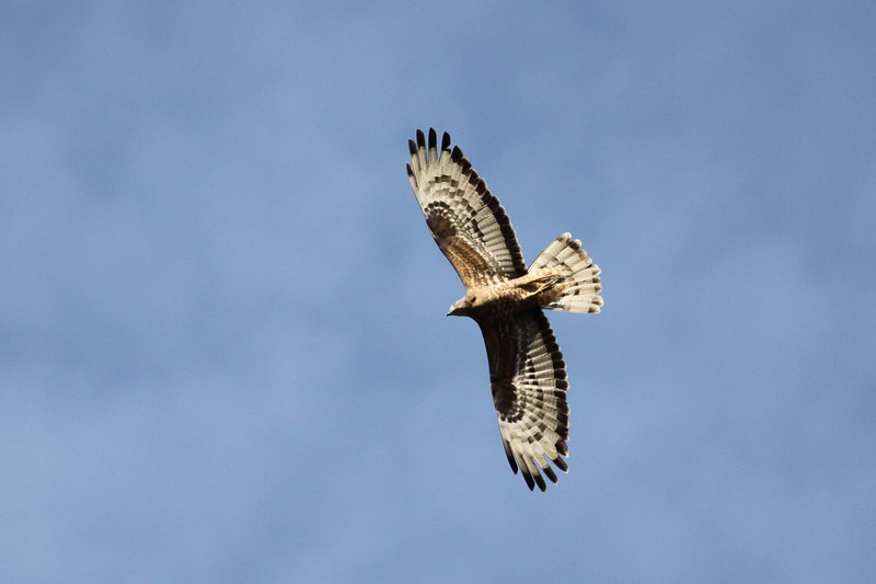 Wespenbussard