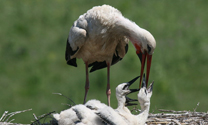 Weissstorch