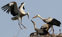 Weissstorch