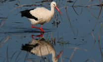 Weissstorch