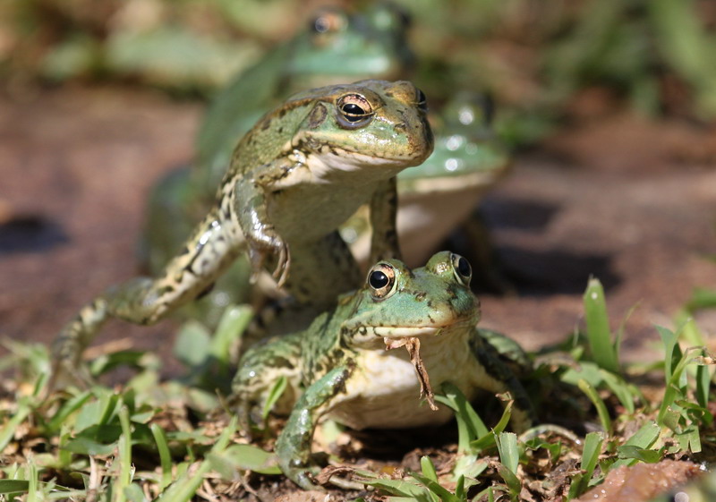 Fights between the Iberian waterfrogs (Rana perezi)
